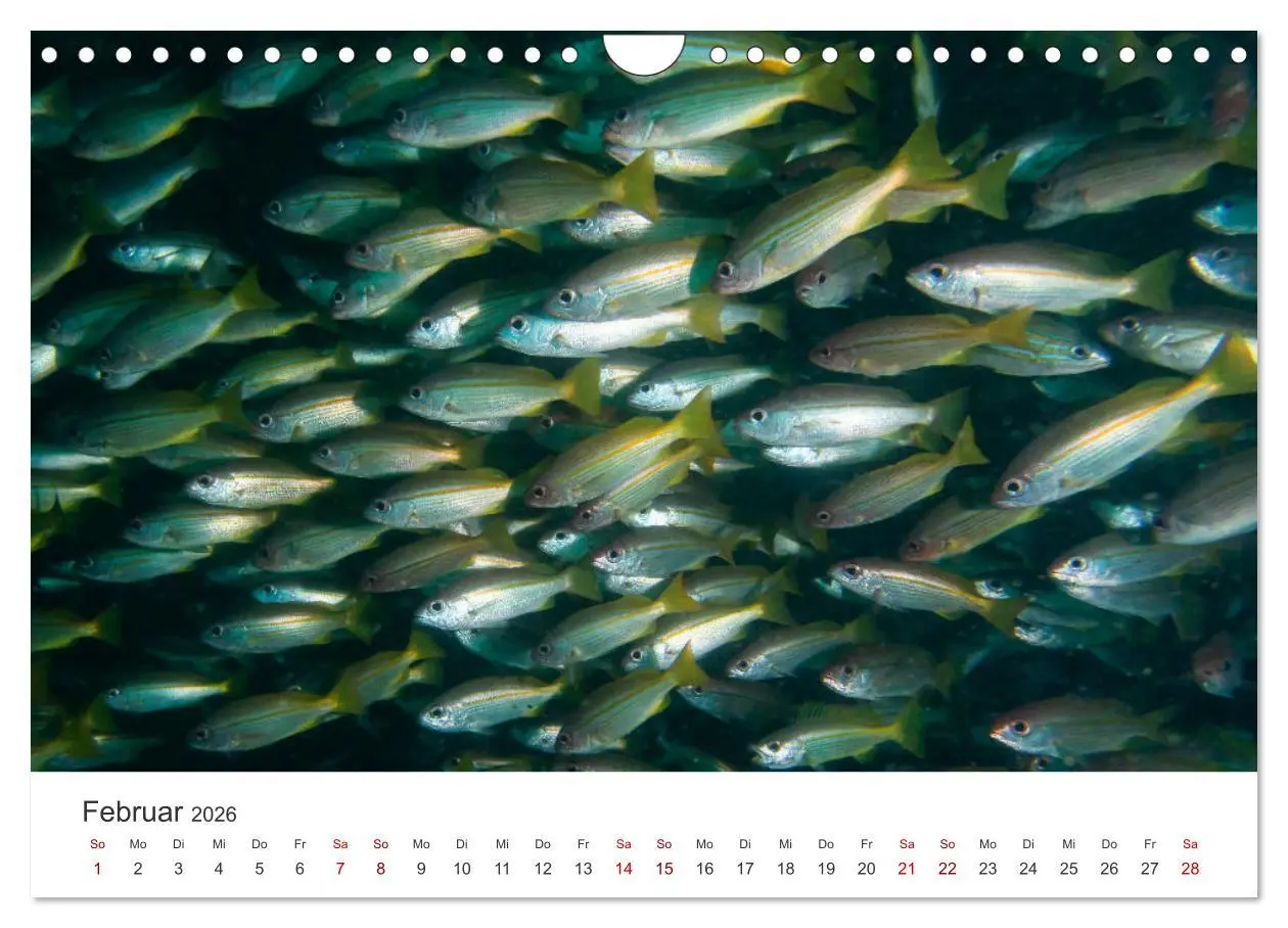 Bild: 9783457575406 | Faszination blaue Welt (Wandkalender 2026 DIN A4 quer), CALVENDO...