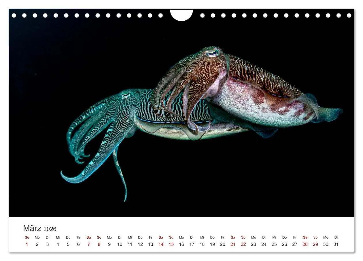 Bild: 9783457575406 | Faszination blaue Welt (Wandkalender 2026 DIN A4 quer), CALVENDO...