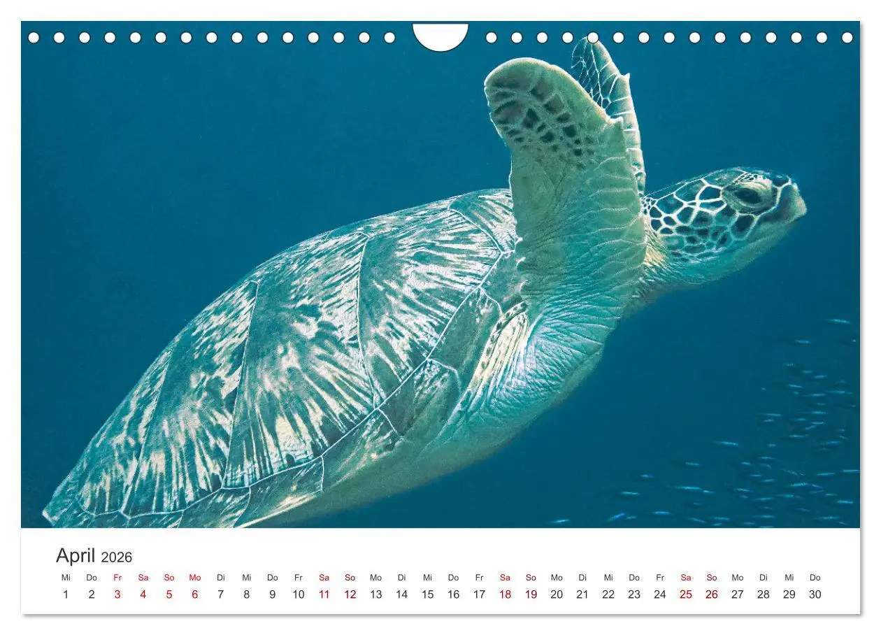 Bild: 9783457575406 | Faszination blaue Welt (Wandkalender 2026 DIN A4 quer), CALVENDO...