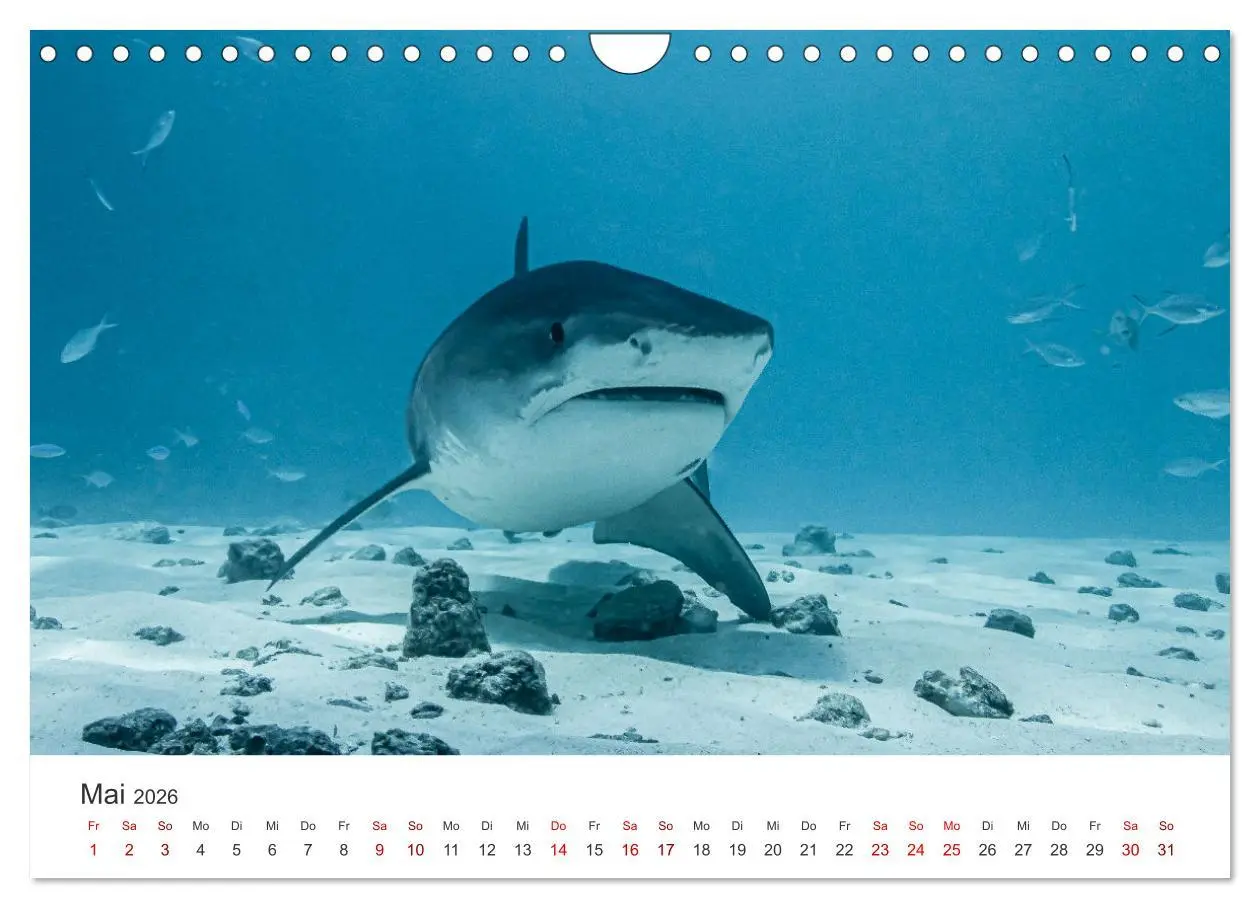 Bild: 9783457575406 | Faszination blaue Welt (Wandkalender 2026 DIN A4 quer), CALVENDO...