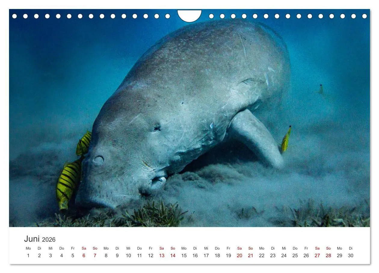 Bild: 9783457575406 | Faszination blaue Welt (Wandkalender 2026 DIN A4 quer), CALVENDO...