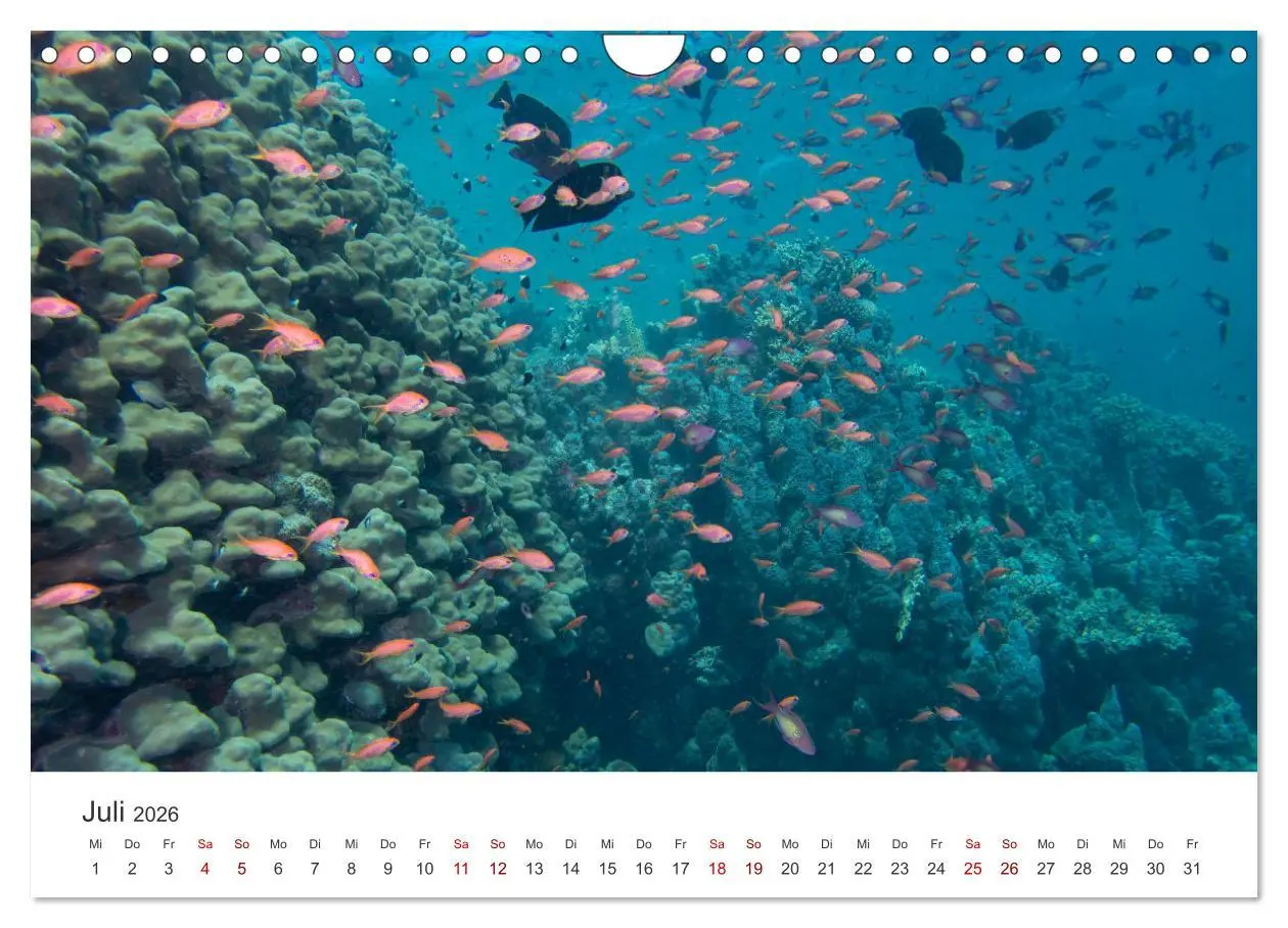Bild: 9783457575406 | Faszination blaue Welt (Wandkalender 2026 DIN A4 quer), CALVENDO...