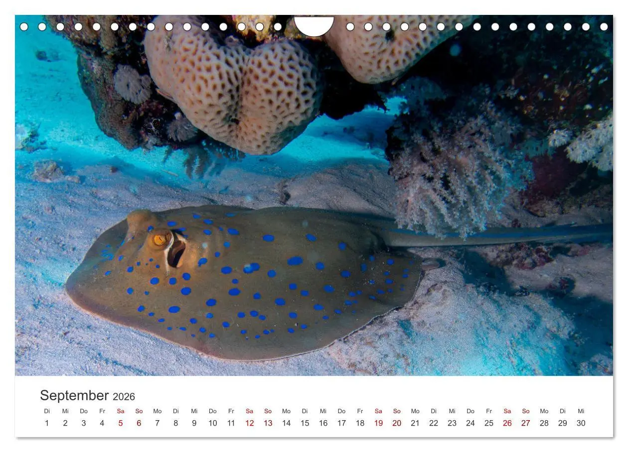 Bild: 9783457575406 | Faszination blaue Welt (Wandkalender 2026 DIN A4 quer), CALVENDO...