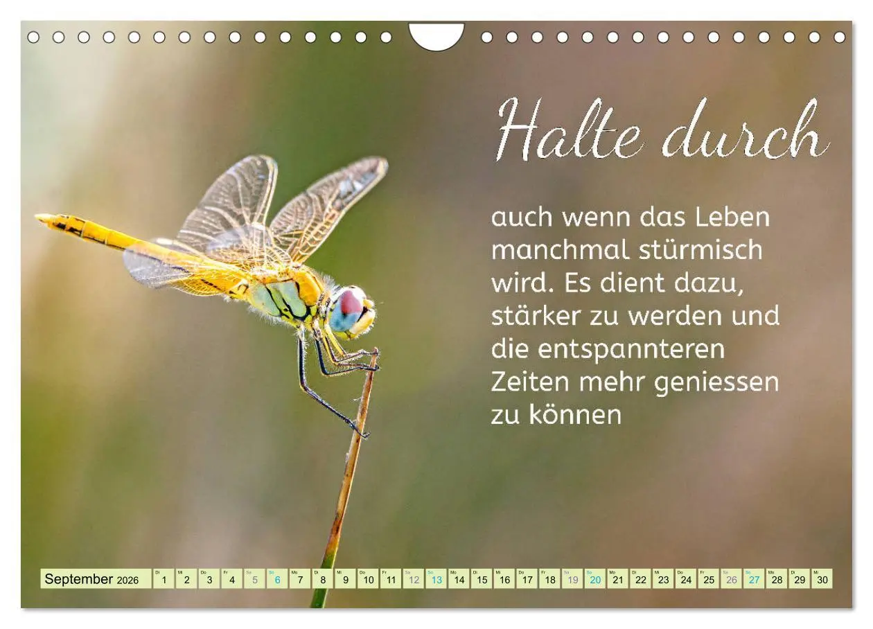 Bild: 9783457705506 | Der Spruchkalender - Inspirationen (Wandkalender 2026 DIN A4 quer),...