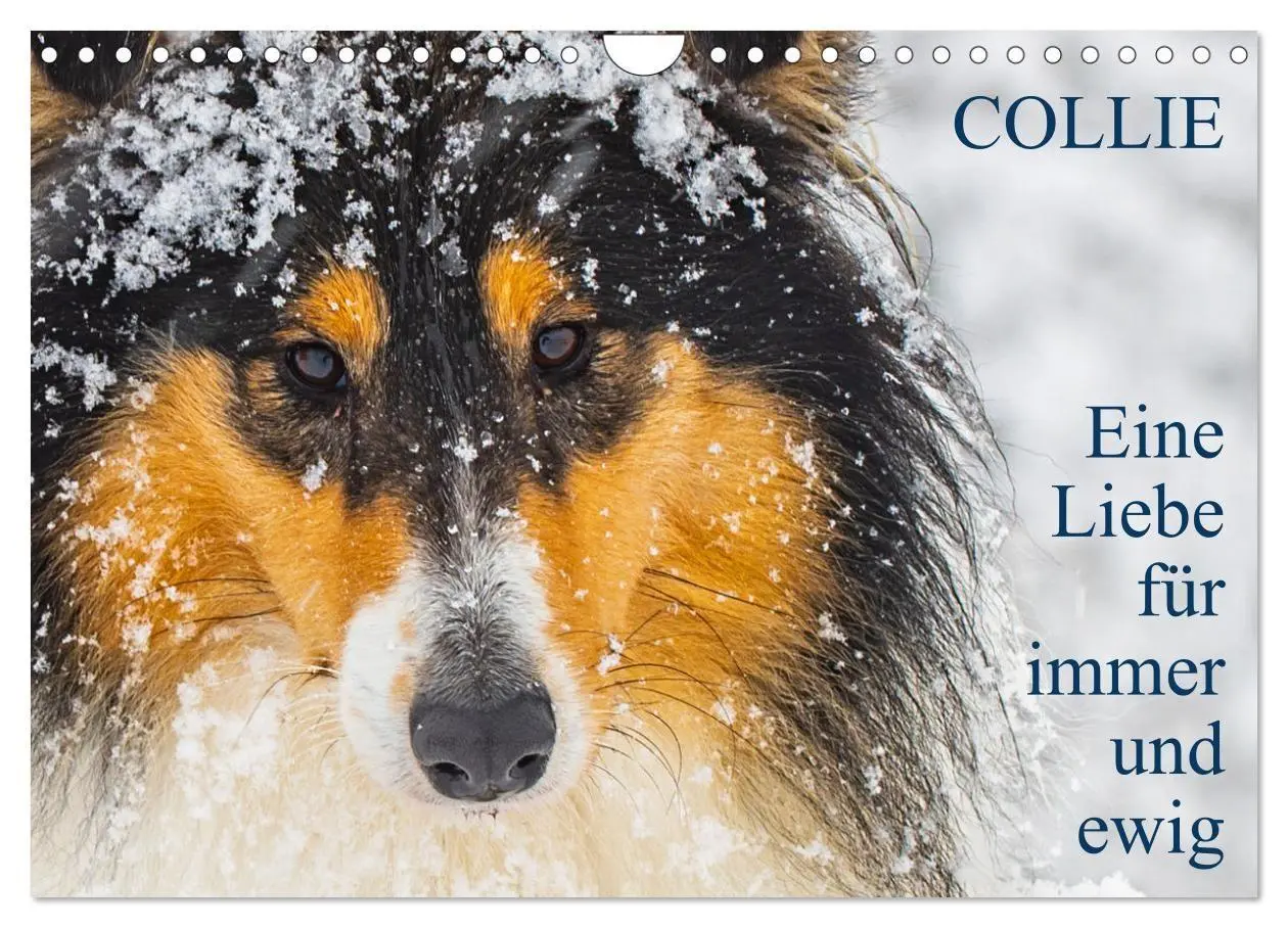 Cover: 9783569345706 | Collies - Eine Liebe für immer und ewig (Wandkalender 2027 DIN A4...