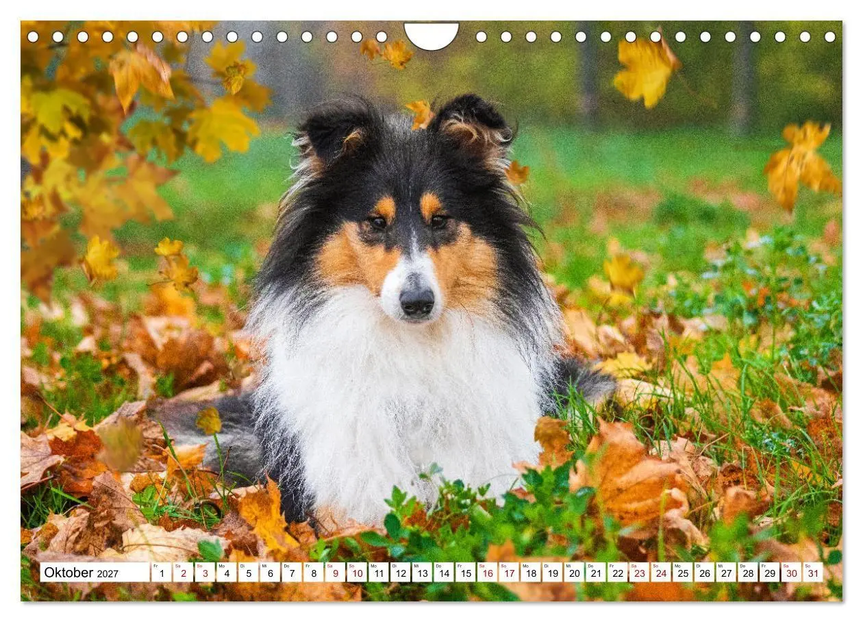 Bild: 9783569345706 | Collies - Eine Liebe für immer und ewig (Wandkalender 2027 DIN A4...