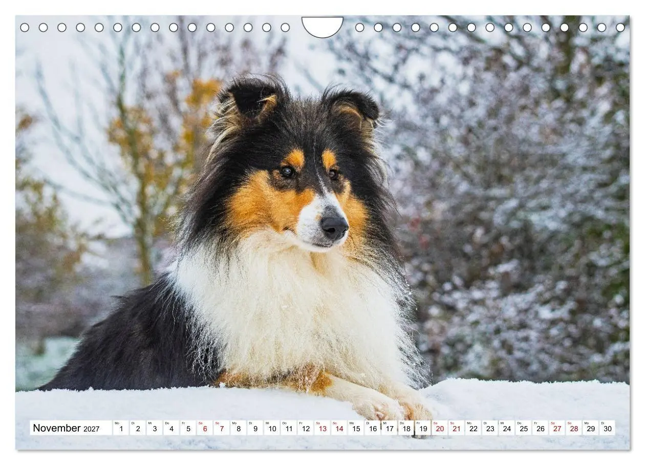 Bild: 9783569345706 | Collies - Eine Liebe für immer und ewig (Wandkalender 2027 DIN A4...