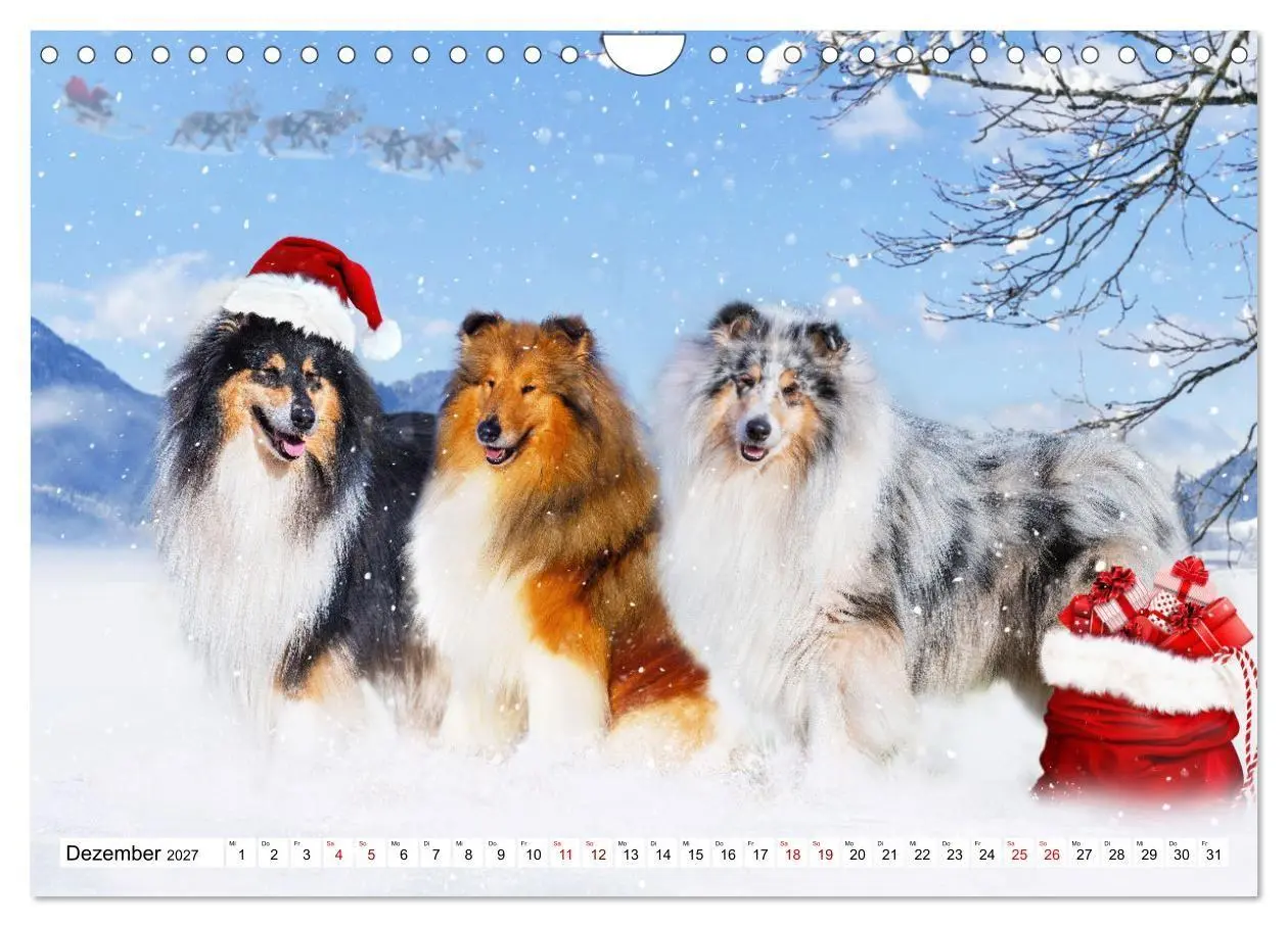 Bild: 9783569345706 | Collies - Eine Liebe für immer und ewig (Wandkalender 2027 DIN A4...