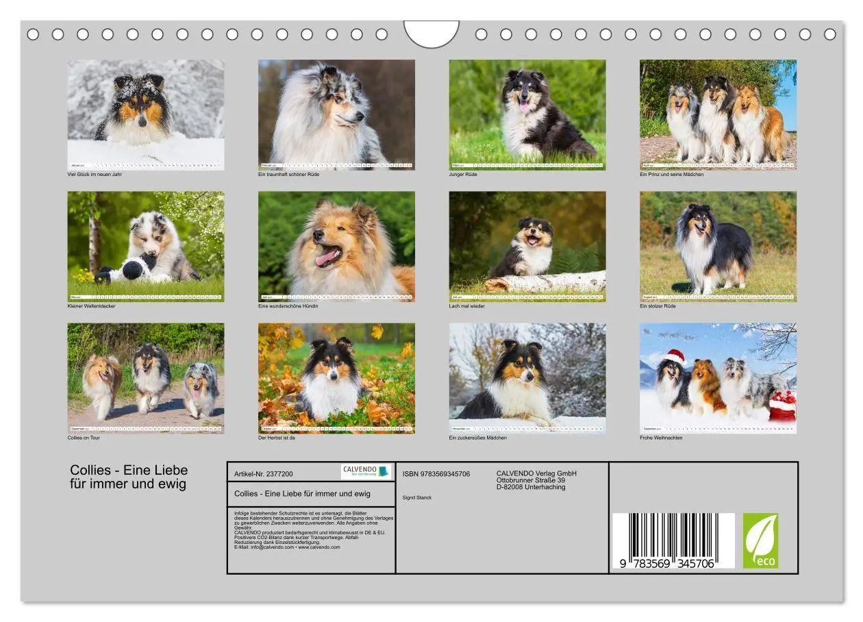Bild: 9783569345706 | Collies - Eine Liebe für immer und ewig (Wandkalender 2027 DIN A4...