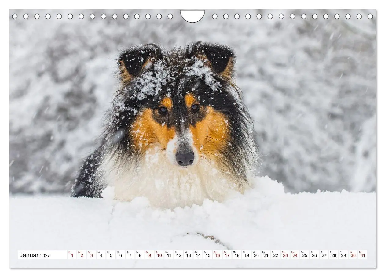 Bild: 9783569345706 | Collies - Eine Liebe für immer und ewig (Wandkalender 2027 DIN A4...