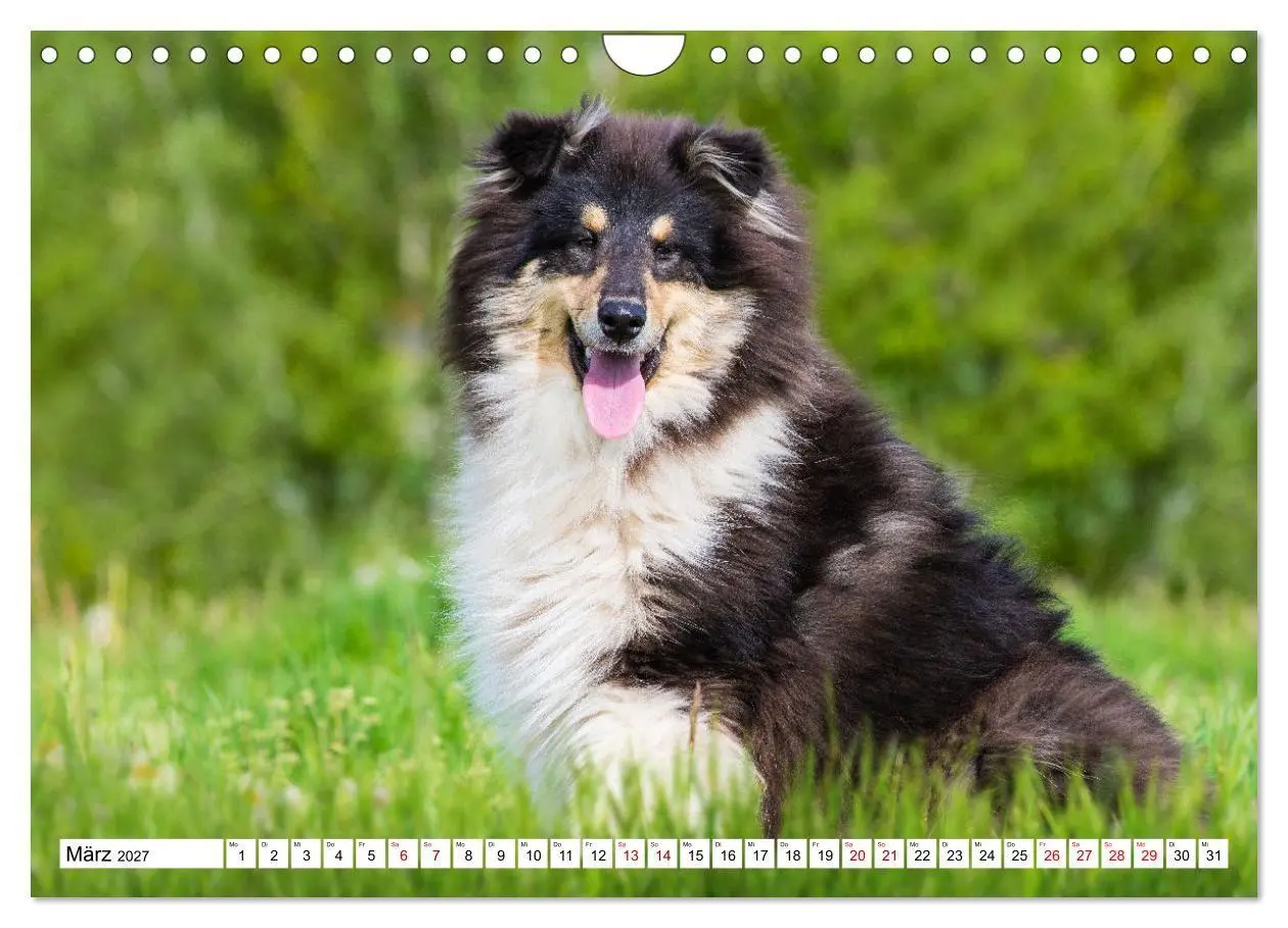 Bild: 9783569345706 | Collies - Eine Liebe für immer und ewig (Wandkalender 2027 DIN A4...