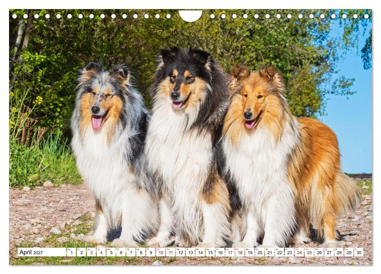 Bild: 9783569345706 | Collies - Eine Liebe für immer und ewig (Wandkalender 2027 DIN A4...