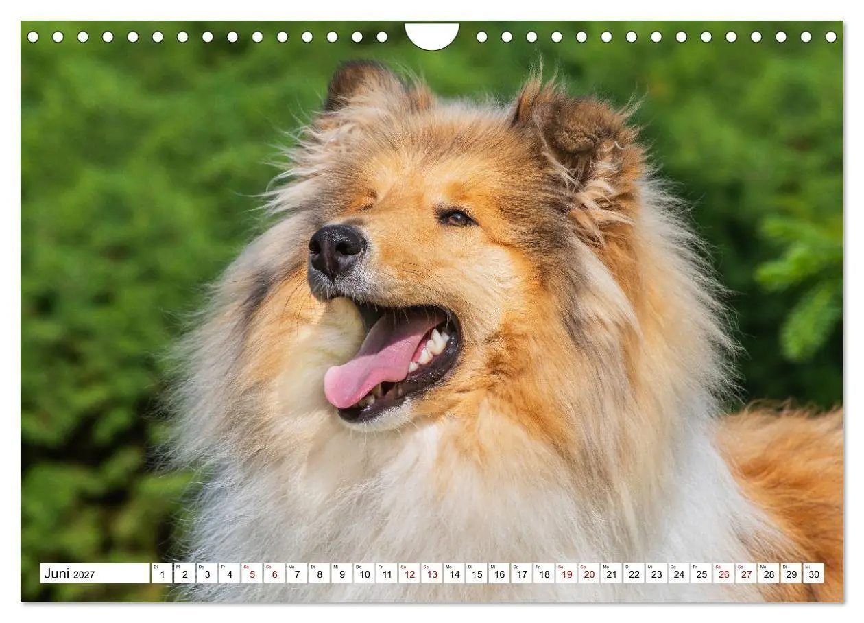 Bild: 9783569345706 | Collies - Eine Liebe für immer und ewig (Wandkalender 2027 DIN A4...