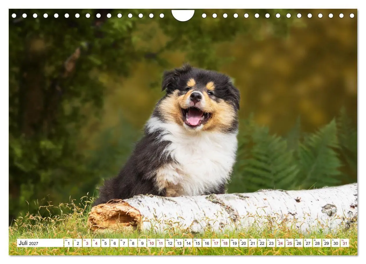 Bild: 9783569345706 | Collies - Eine Liebe für immer und ewig (Wandkalender 2027 DIN A4...