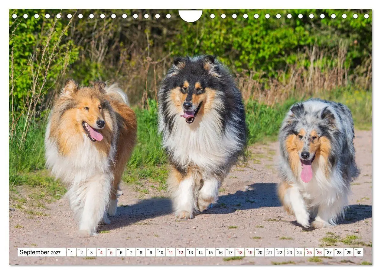Bild: 9783569345706 | Collies - Eine Liebe für immer und ewig (Wandkalender 2027 DIN A4...