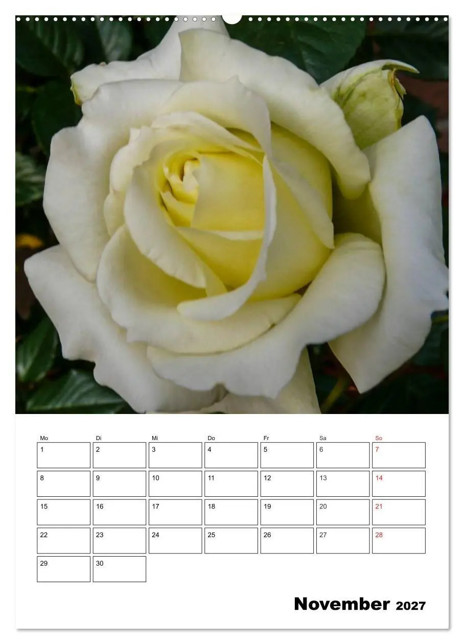 Bild: 9783569955806 | Zauberhafte Rosen (hochwertiger Premium Wandkalender 2027 DIN A2...