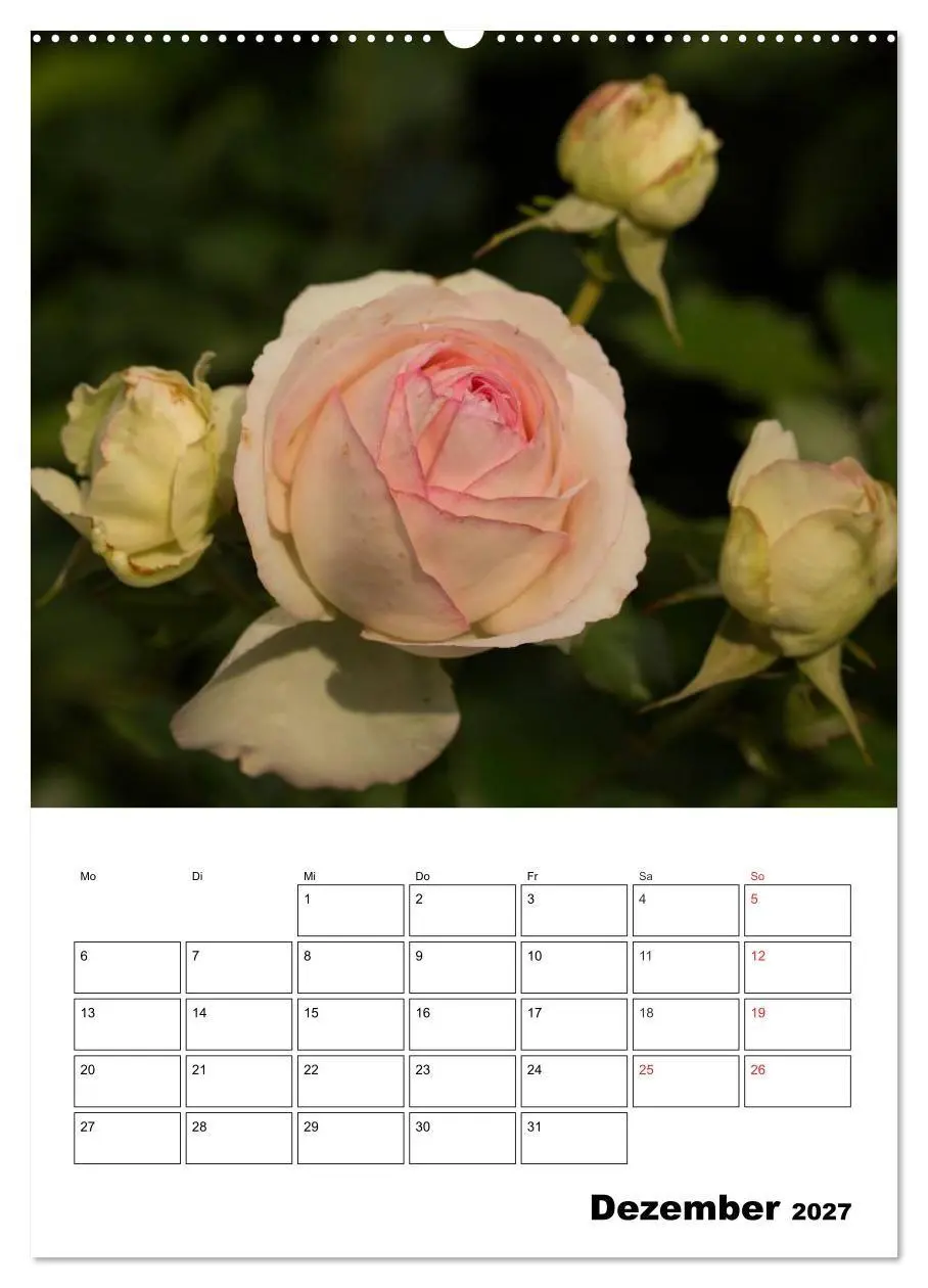 Bild: 9783569955806 | Zauberhafte Rosen (hochwertiger Premium Wandkalender 2027 DIN A2...