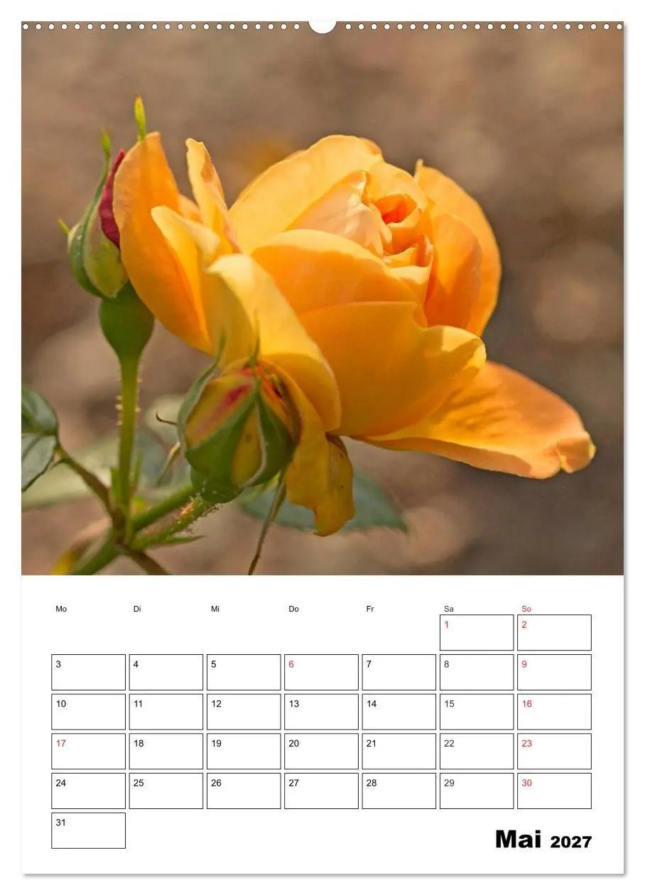 Bild: 9783569955806 | Zauberhafte Rosen (hochwertiger Premium Wandkalender 2027 DIN A2...