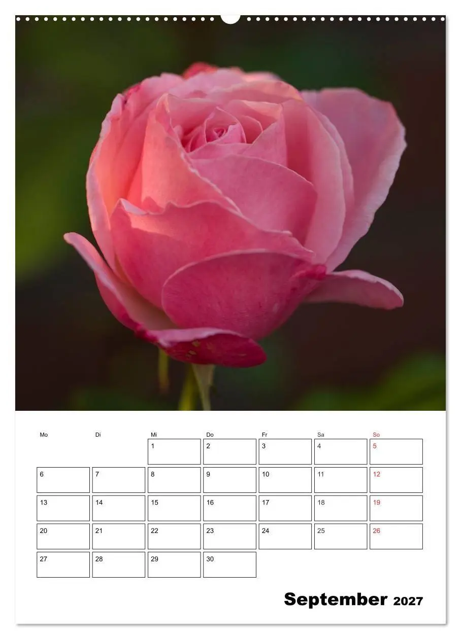 Bild: 9783569955806 | Zauberhafte Rosen (hochwertiger Premium Wandkalender 2027 DIN A2...