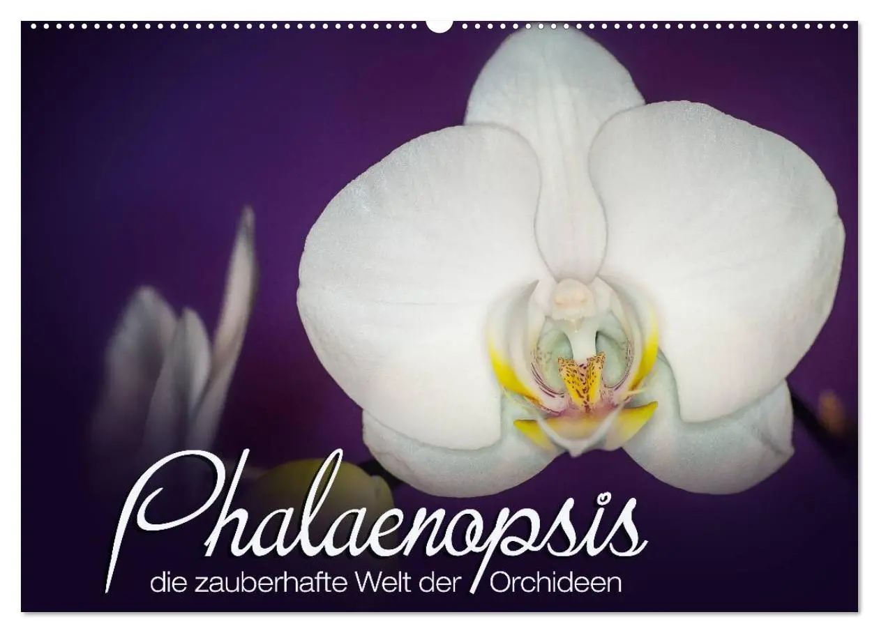 Cover: 9783516126006 | Phalaenopsis - die zauberhafte Welt der Orchideen (Wandkalender...