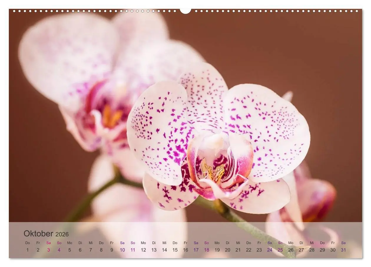 Bild: 9783516126006 | Phalaenopsis - die zauberhafte Welt der Orchideen (Wandkalender...