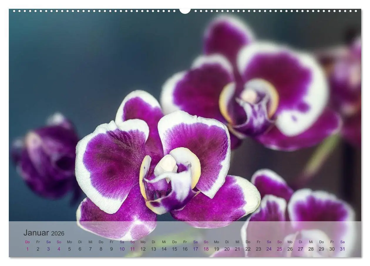Bild: 9783516126006 | Phalaenopsis - die zauberhafte Welt der Orchideen (Wandkalender...