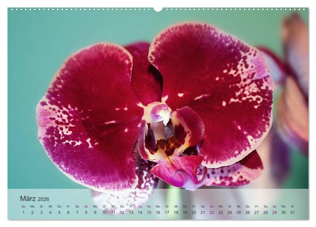 Bild: 9783516126006 | Phalaenopsis - die zauberhafte Welt der Orchideen (Wandkalender...