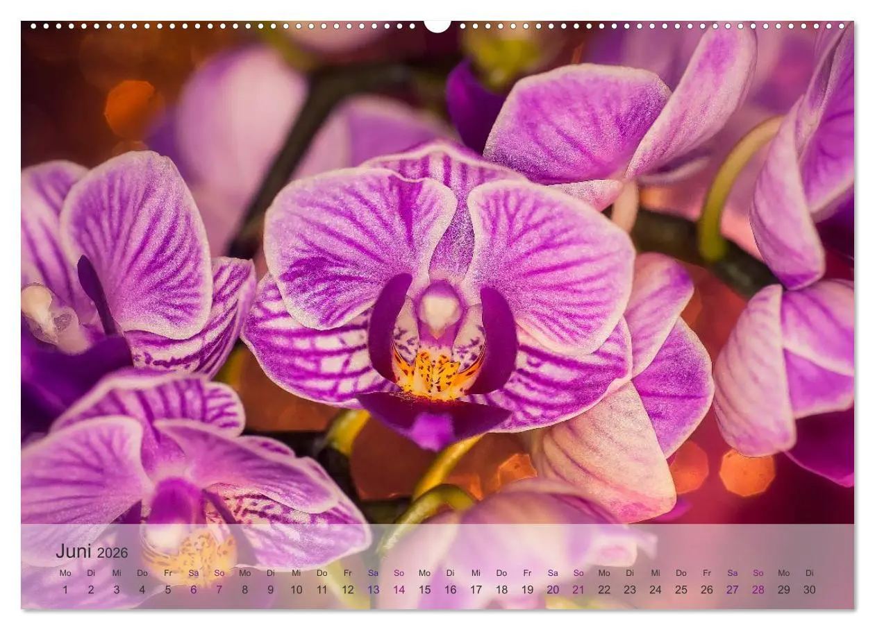 Bild: 9783516126006 | Phalaenopsis - die zauberhafte Welt der Orchideen (Wandkalender...