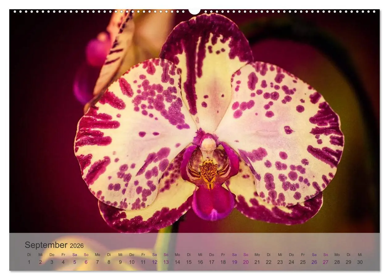 Bild: 9783516126006 | Phalaenopsis - die zauberhafte Welt der Orchideen (Wandkalender...