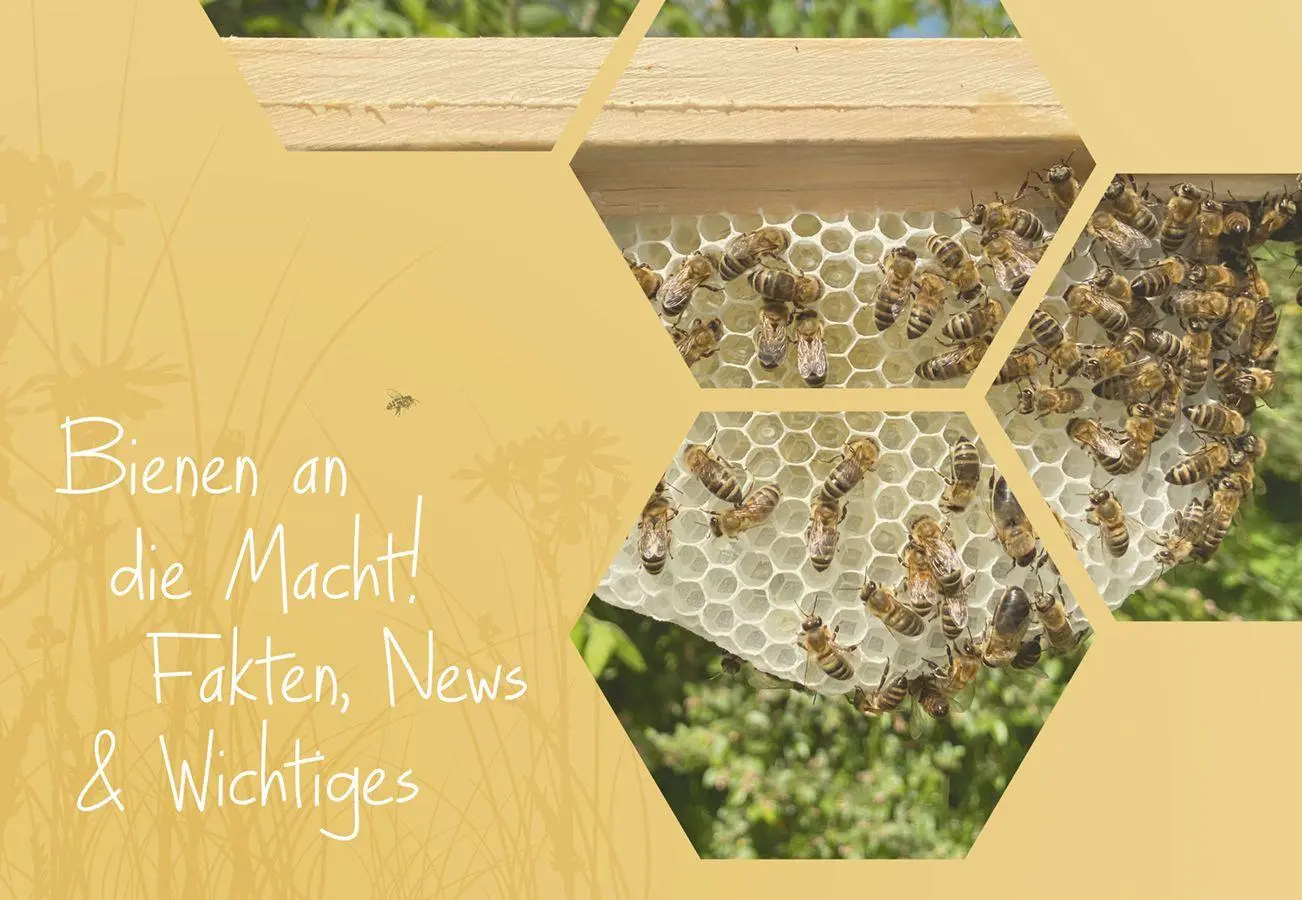 Bild: 9783818626006 | Imkern mit Naturwabenbau | Undine Westphal | Taschenbuch | 160 S.
