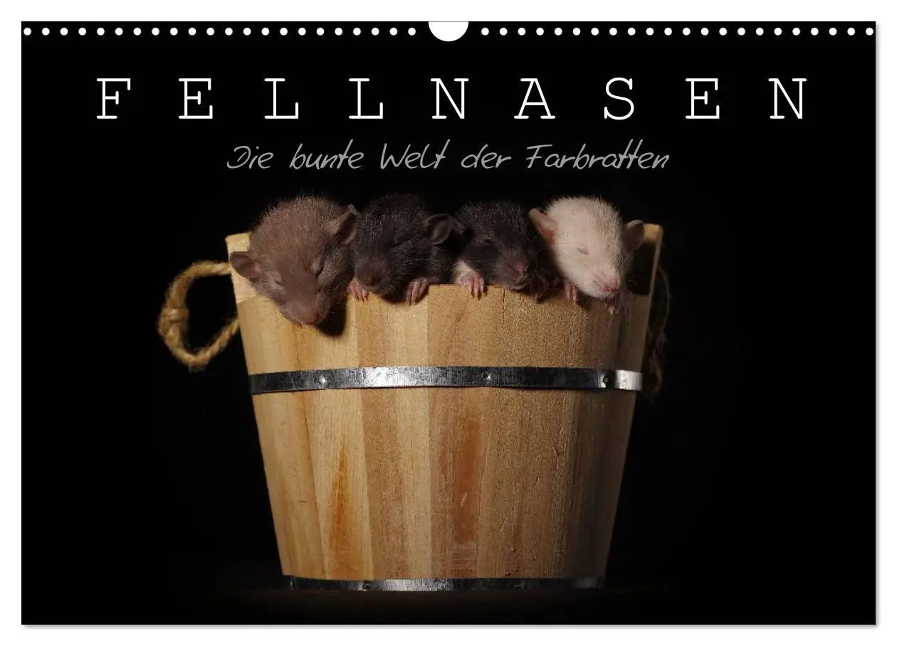 Cover: 9783516116106 | Fellnasen. Die bunte Welt der Farbratten. (Wandkalender 2026 DIN A3...