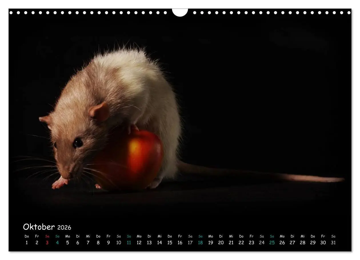 Bild: 9783516116106 | Fellnasen. Die bunte Welt der Farbratten. (Wandkalender 2026 DIN A3...