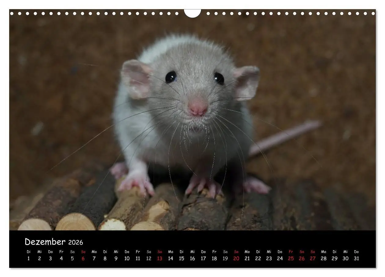 Bild: 9783516116106 | Fellnasen. Die bunte Welt der Farbratten. (Wandkalender 2026 DIN A3...