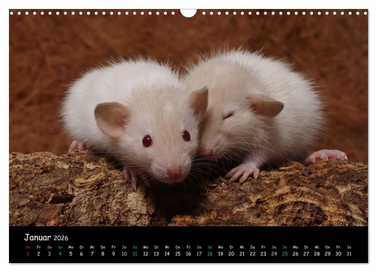 Bild: 9783516116106 | Fellnasen. Die bunte Welt der Farbratten. (Wandkalender 2026 DIN A3...