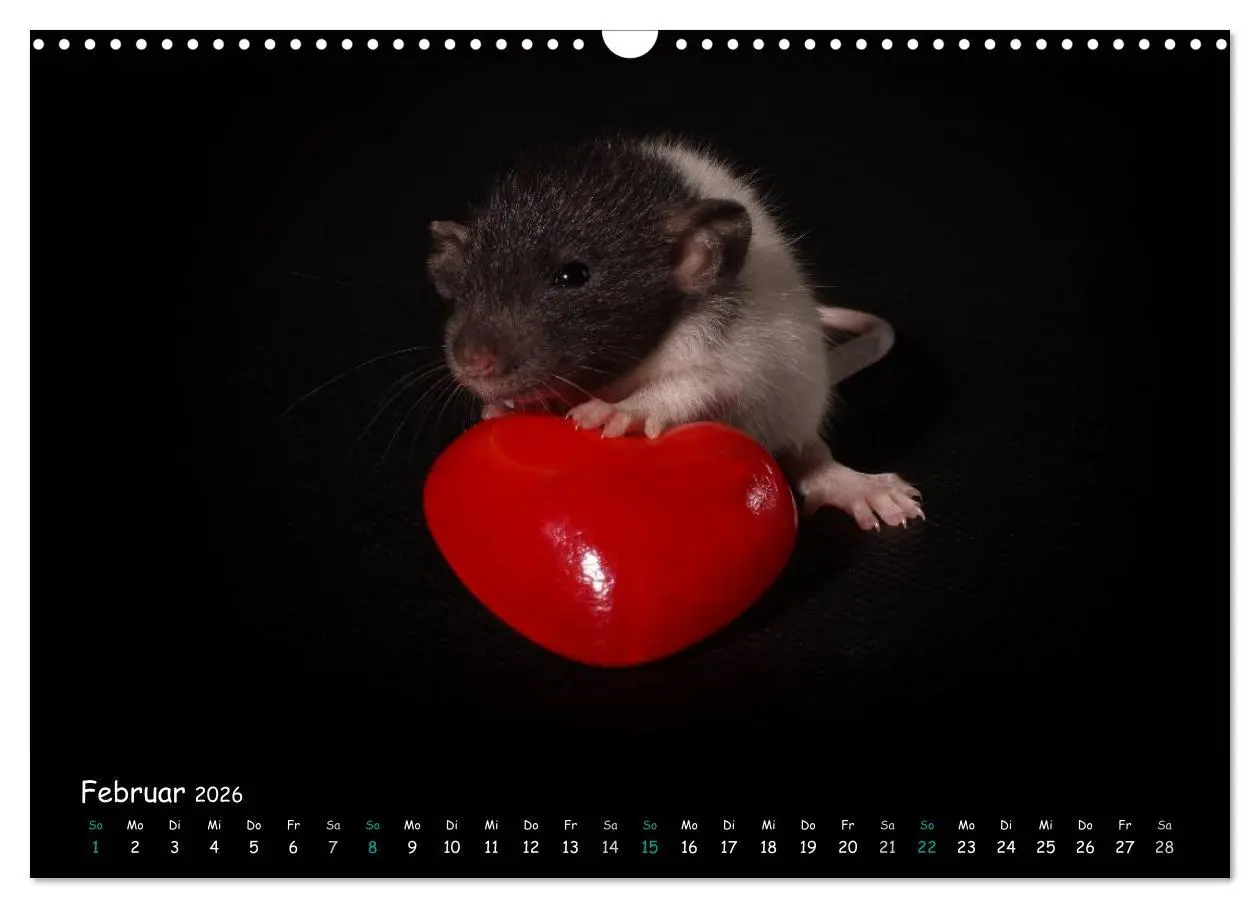 Bild: 9783516116106 | Fellnasen. Die bunte Welt der Farbratten. (Wandkalender 2026 DIN A3...