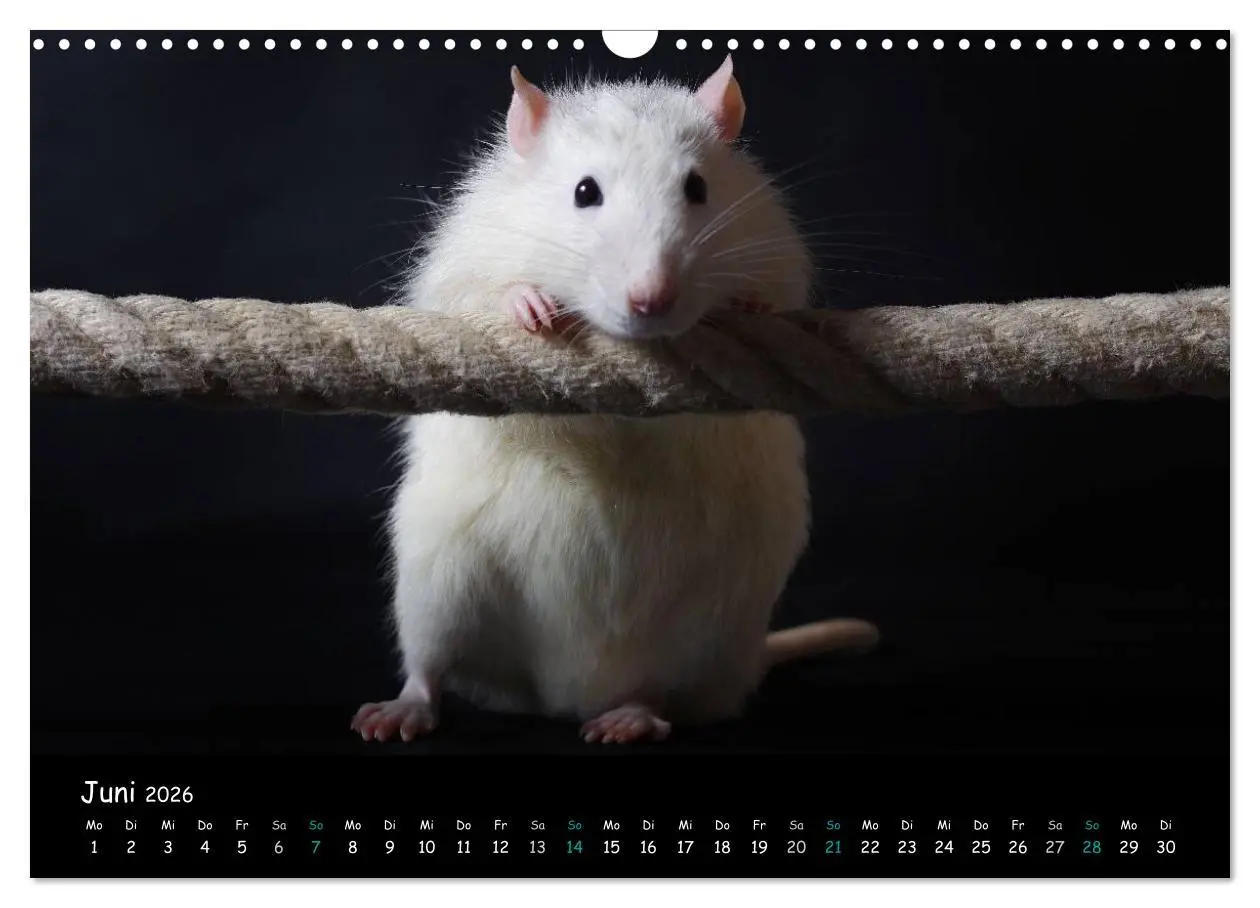 Bild: 9783516116106 | Fellnasen. Die bunte Welt der Farbratten. (Wandkalender 2026 DIN A3...