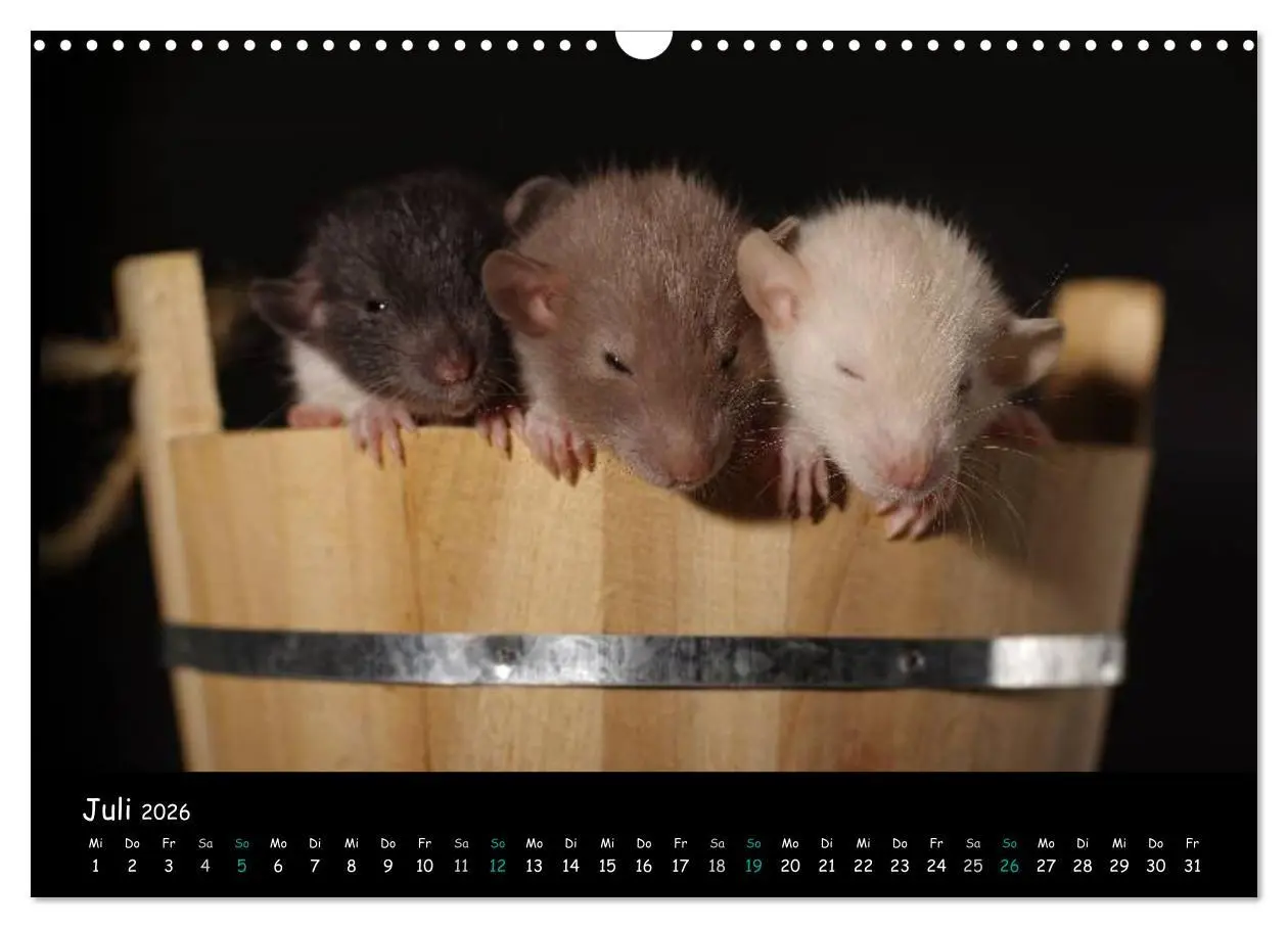 Bild: 9783516116106 | Fellnasen. Die bunte Welt der Farbratten. (Wandkalender 2026 DIN A3...