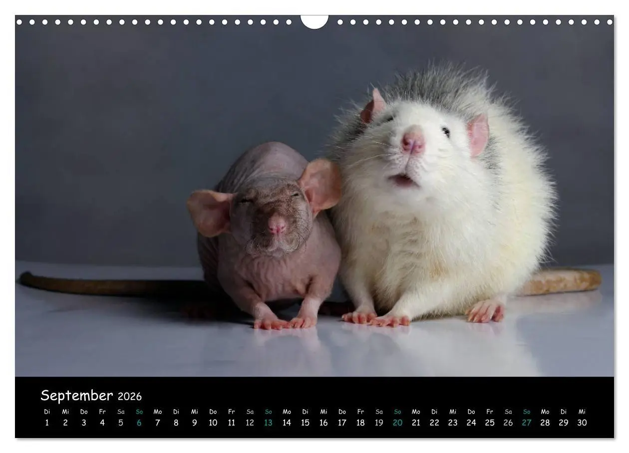 Bild: 9783516116106 | Fellnasen. Die bunte Welt der Farbratten. (Wandkalender 2026 DIN A3...