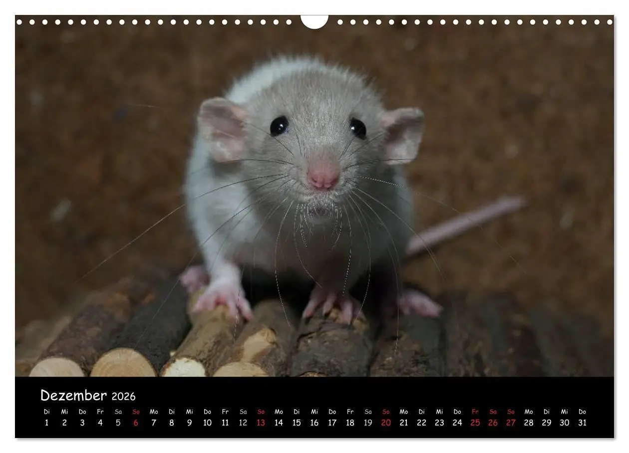 Bild: 9783516116106 | Fellnasen. Die bunte Welt der Farbratten. (Wandkalender 2026 DIN A3...