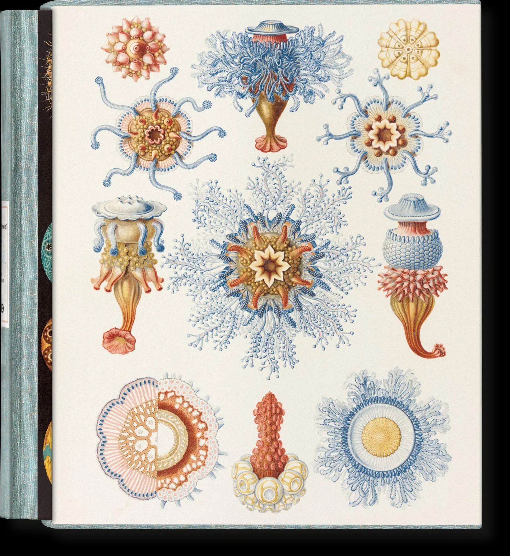 Cover: 9783754406106 | The Art and Science of Ernst Haeckel | Julia Voss (u. a.) | Buch