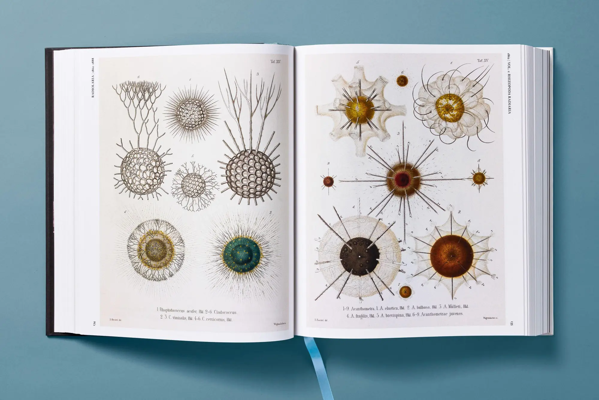 Bild: 9783754406106 | The Art and Science of Ernst Haeckel | Julia Voss (u. a.) | Buch