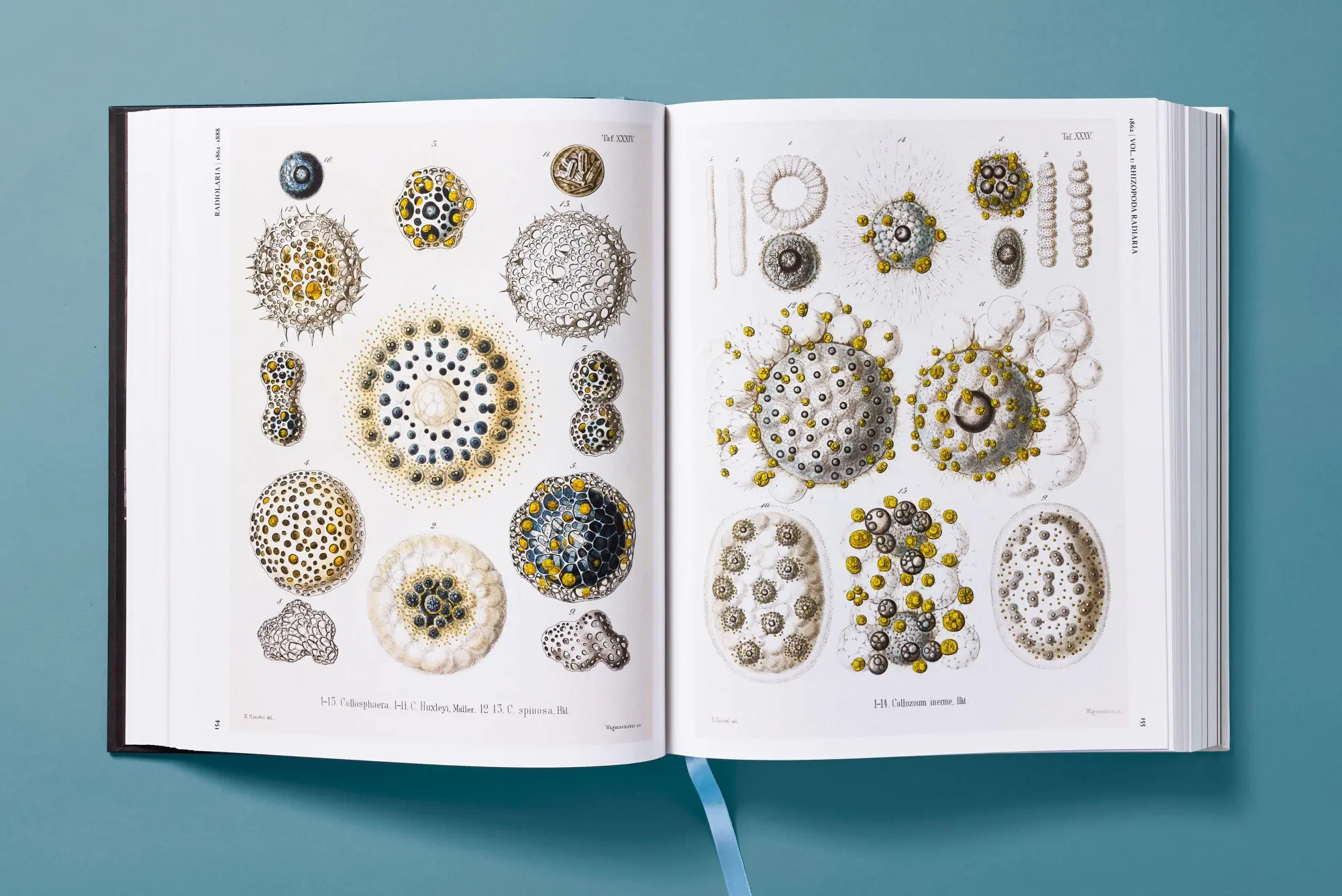 Bild: 9783754406106 | The Art and Science of Ernst Haeckel | Julia Voss (u. a.) | Buch