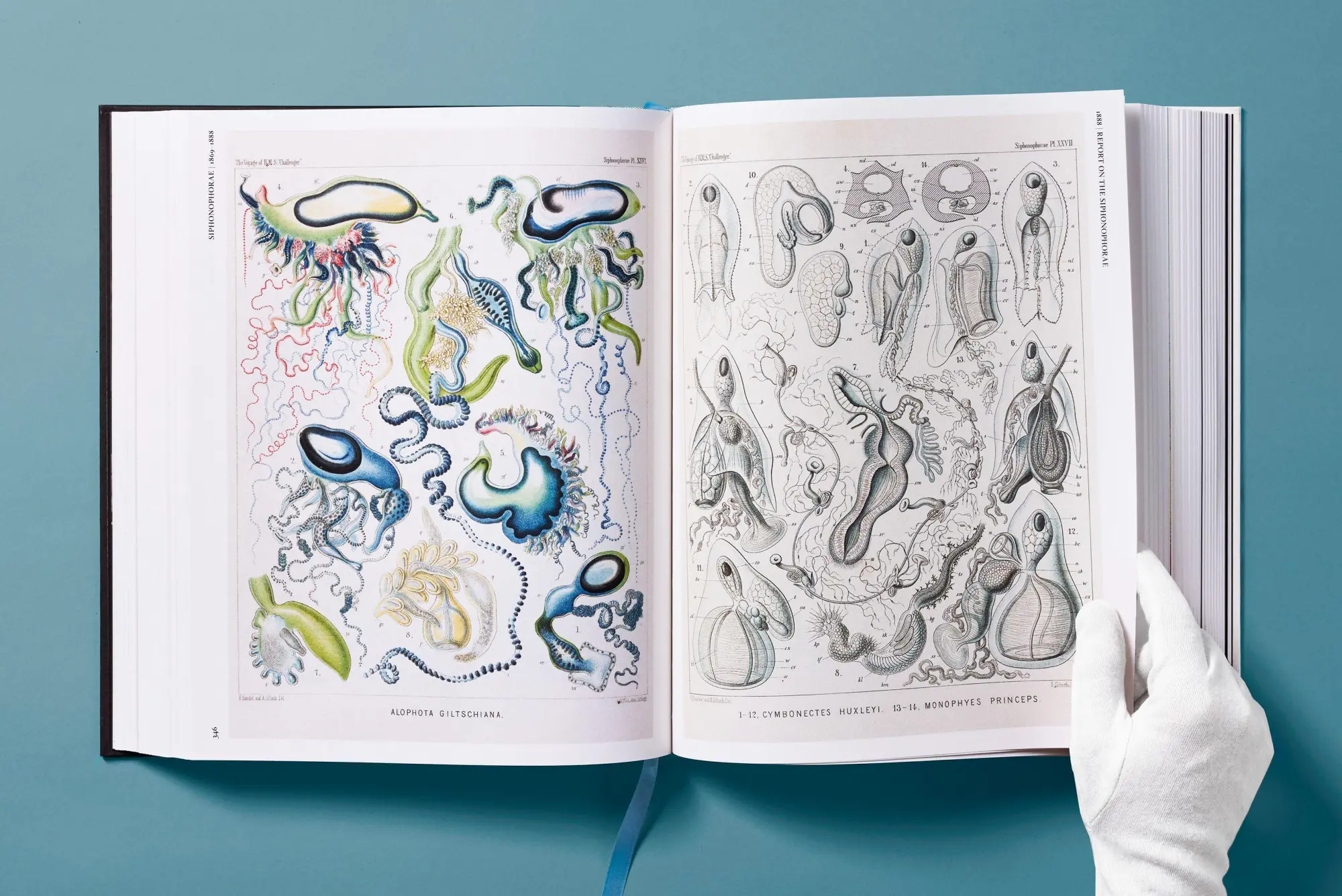 Bild: 9783754406106 | The Art and Science of Ernst Haeckel | Julia Voss (u. a.) | Buch