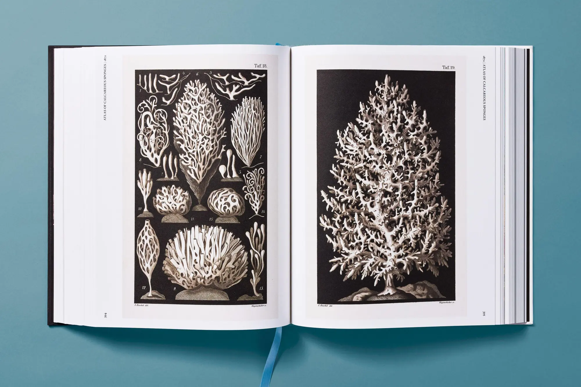 Bild: 9783754406106 | The Art and Science of Ernst Haeckel | Julia Voss (u. a.) | Buch