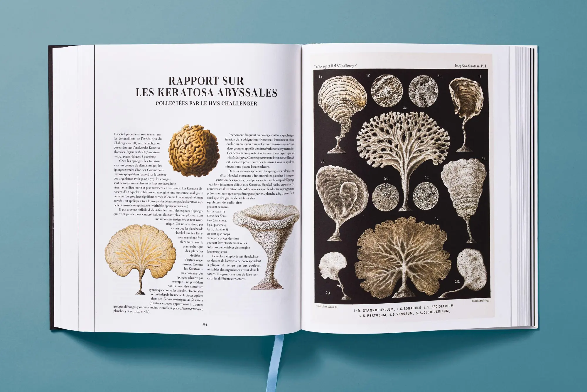 Bild: 9783754406106 | The Art and Science of Ernst Haeckel | Julia Voss (u. a.) | Buch