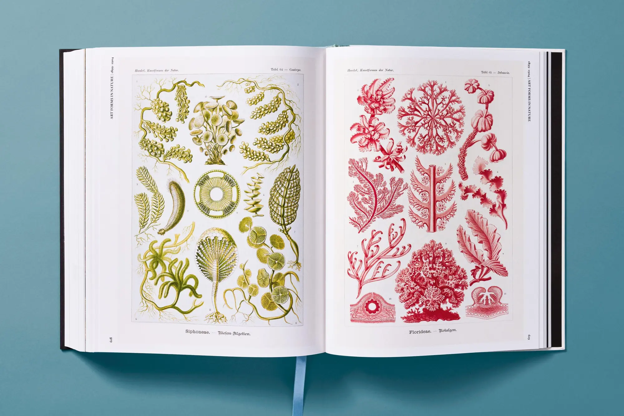 Bild: 9783754406106 | The Art and Science of Ernst Haeckel | Julia Voss (u. a.) | Buch