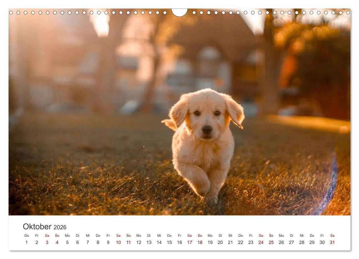 Bild: 9783457566206 | Golden Retriever - Die treuen Begleiter. (Wandkalender 2026 DIN A3...