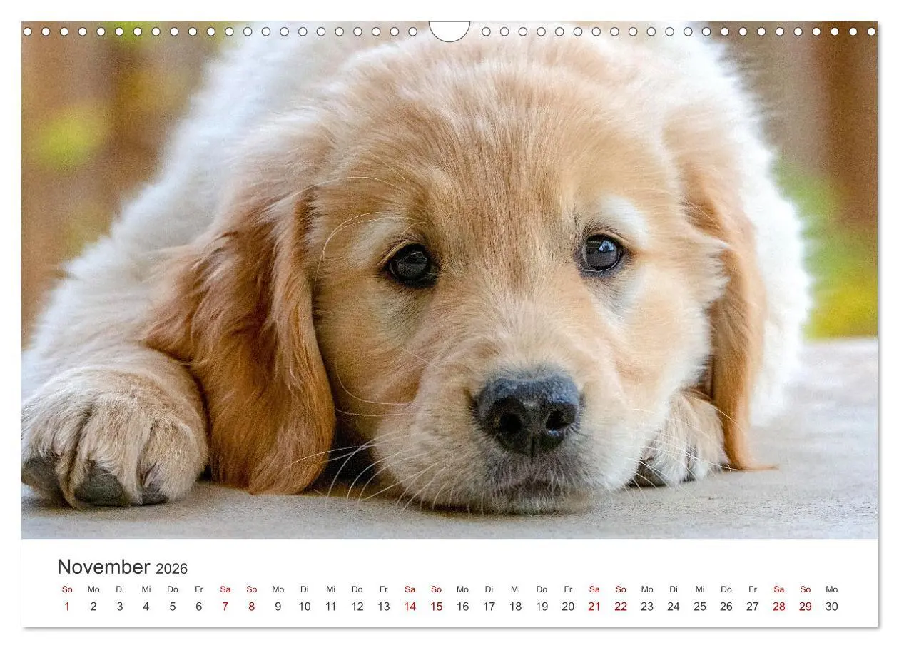 Bild: 9783457566206 | Golden Retriever - Die treuen Begleiter. (Wandkalender 2026 DIN A3...