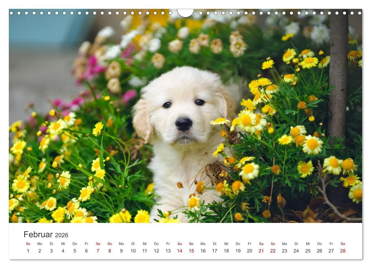 Bild: 9783457566206 | Golden Retriever - Die treuen Begleiter. (Wandkalender 2026 DIN A3...