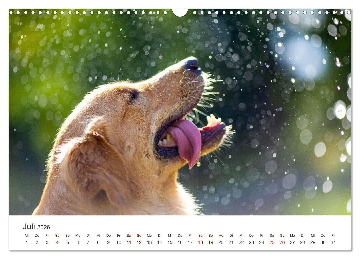 Bild: 9783457566206 | Golden Retriever - Die treuen Begleiter. (Wandkalender 2026 DIN A3...